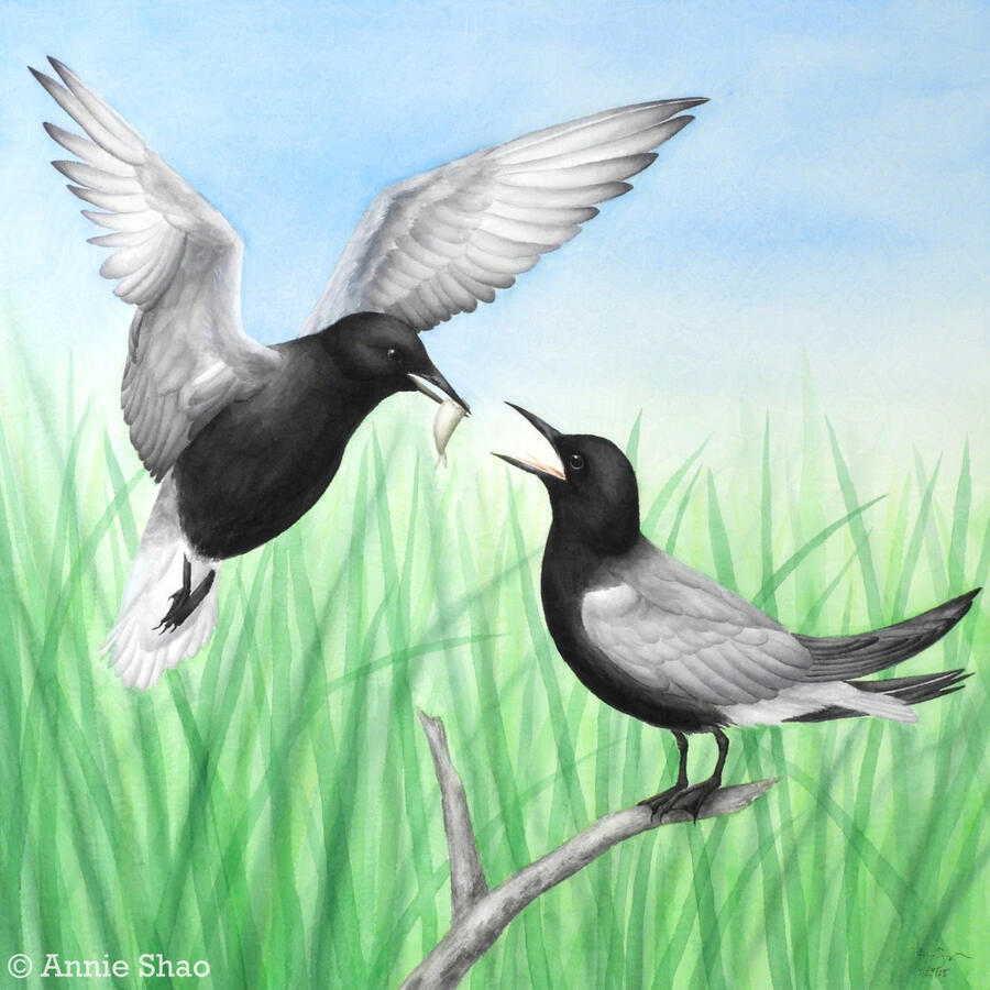 Detailed watercolor painting of a pair of black terns participating in courtship feeding. The male is in flight and has a minnow in his beak, while the female is perched on a dead branch with her mouth open to receive it. Diffuse cattails are in the backgr