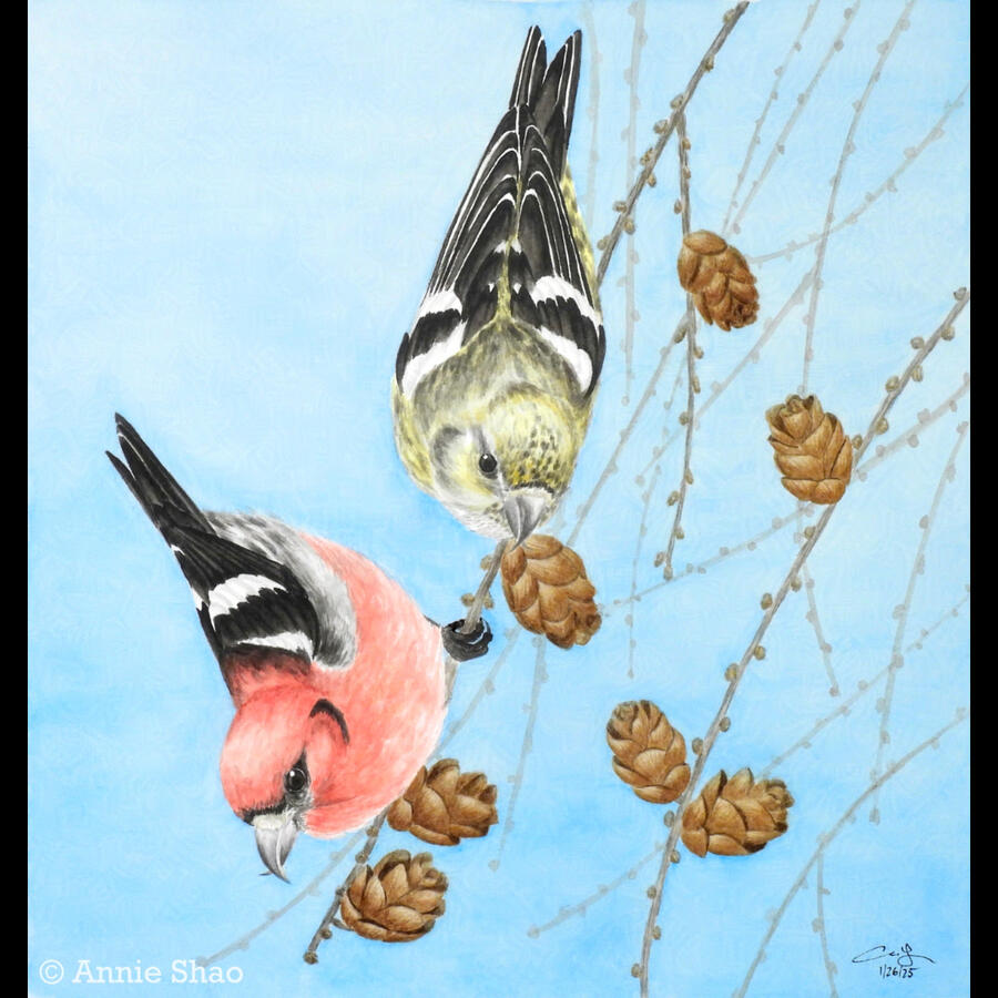 Detailed watercolor painting of male and female white-winged crossbills. The red and yellow birds are hanging upside down on tamarack branches with pinecones.