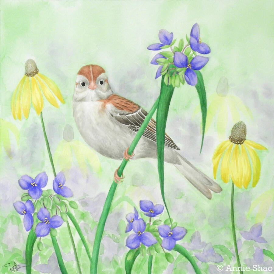 Detailed watercolor painting of a field sparrow facing forward, perched on a spiderwort with more spiderwort and gray-headed coneflower in the background.
