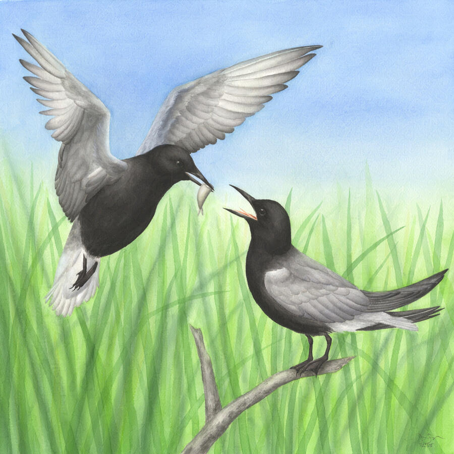 Detailed watercolor painting of a pair of black terns participating in courtship feeding. The male is in flight and has a minnow in his beak, while the female is perched on a dead branch with her mouth open to receive it. Diffuse cattails are in the backgr