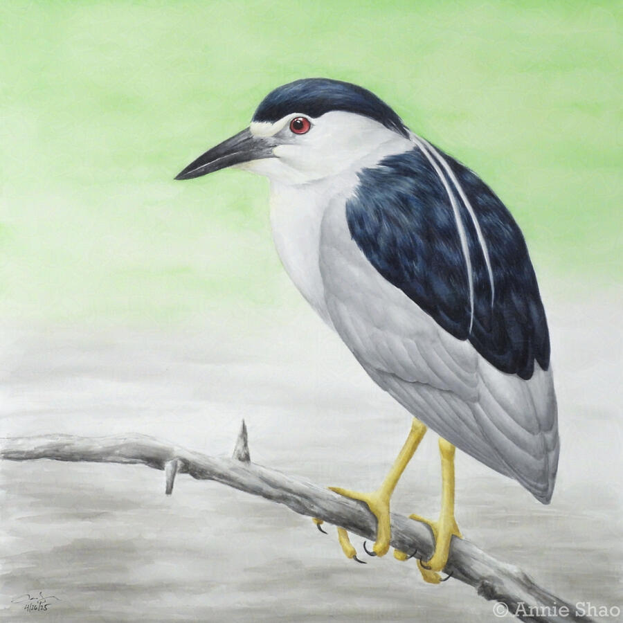 Detailed watercolor painting of a black-crowned night heron perched on a horizontal branch against a light green and brown background.