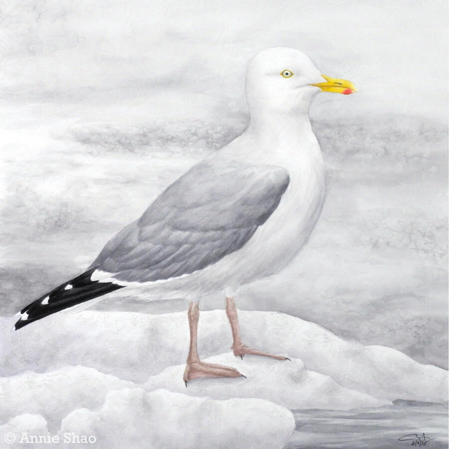 Detailed watercolor painting of an American Herring Gull standing on a flat mound of snow on top of water.