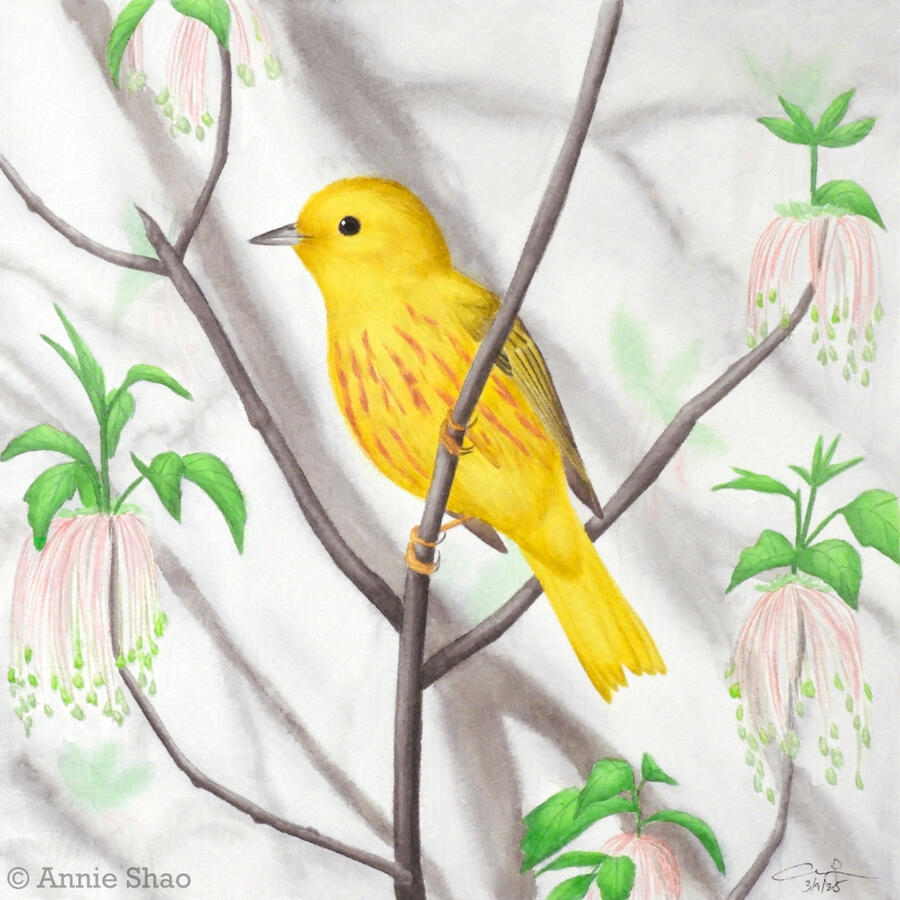 Detailed watercolor painting of a male yellow warbler perched on a thin maple branch. New maple leaves and flowers are present.