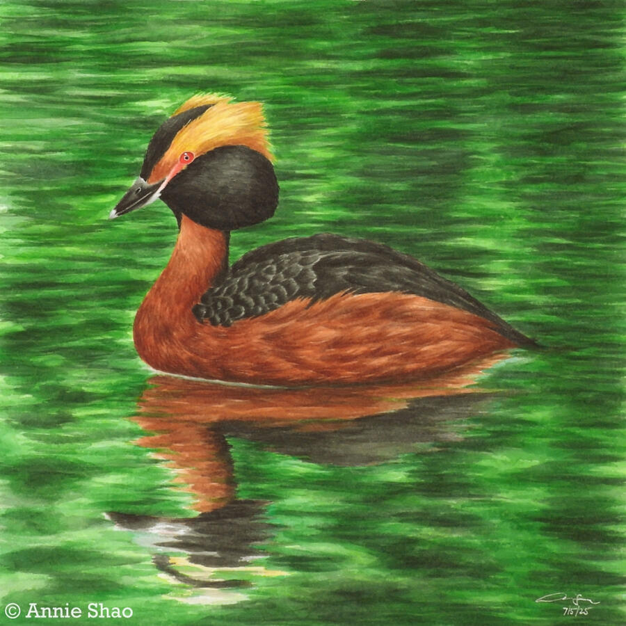 Detailed watercolor painting of a horned grebe floating on water. Its rippled reflection shows, and the rest of the water reflects leaf green.