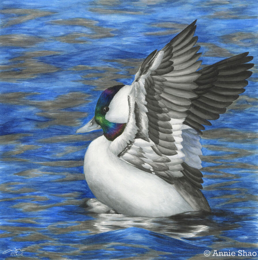 Detailed watercolor painting of a male bufflehead with its wings raised up in the water. The background is dark blue with warm gray ripples.