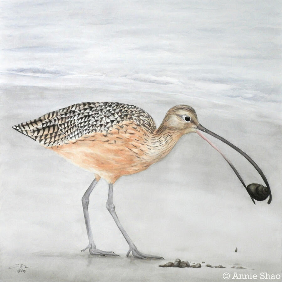 Detailed watercolor painting of a Long-billed Curlew picking up a snail, with a sand beach in the background.
