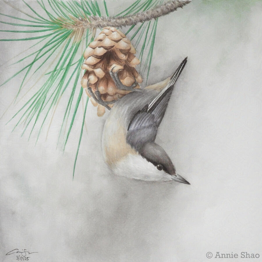 Detailed watercolor painting of a pygmy nuthatch hanging upside down on a ponderosa pinecone.
