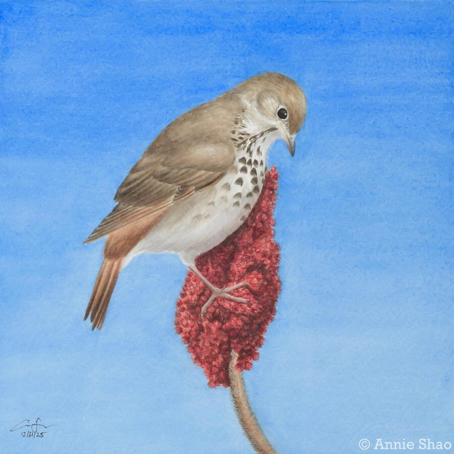 Detailed watercolor painting of a Hermit Thrush perched on the red fruit of a Staghorn Sumac plant. The bird's head is cocked downward towards the fruit, with a clear, bright blue sky background.