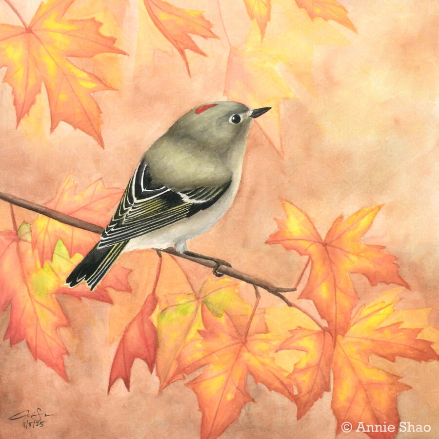 Detailed watercolor painting of a Ruby-crowned Kinglet perched among orange fall leaves