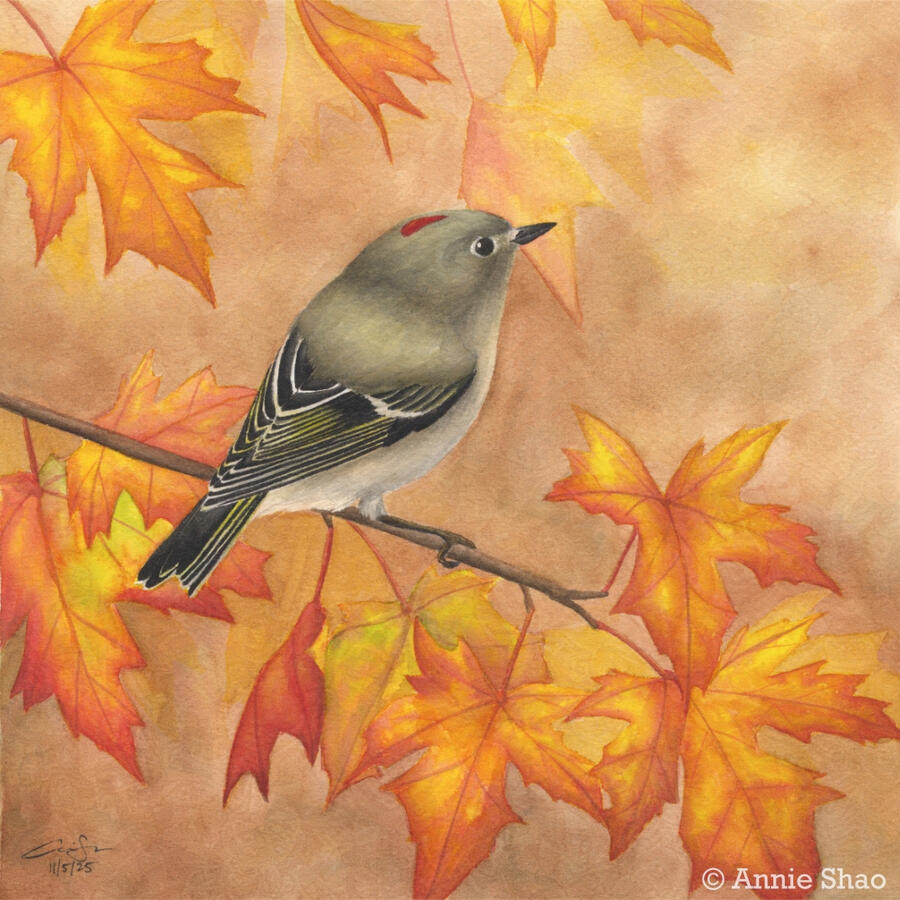 Detailed watercolor painting of a Ruby-crowned Kinglet perched among orange fall leaves