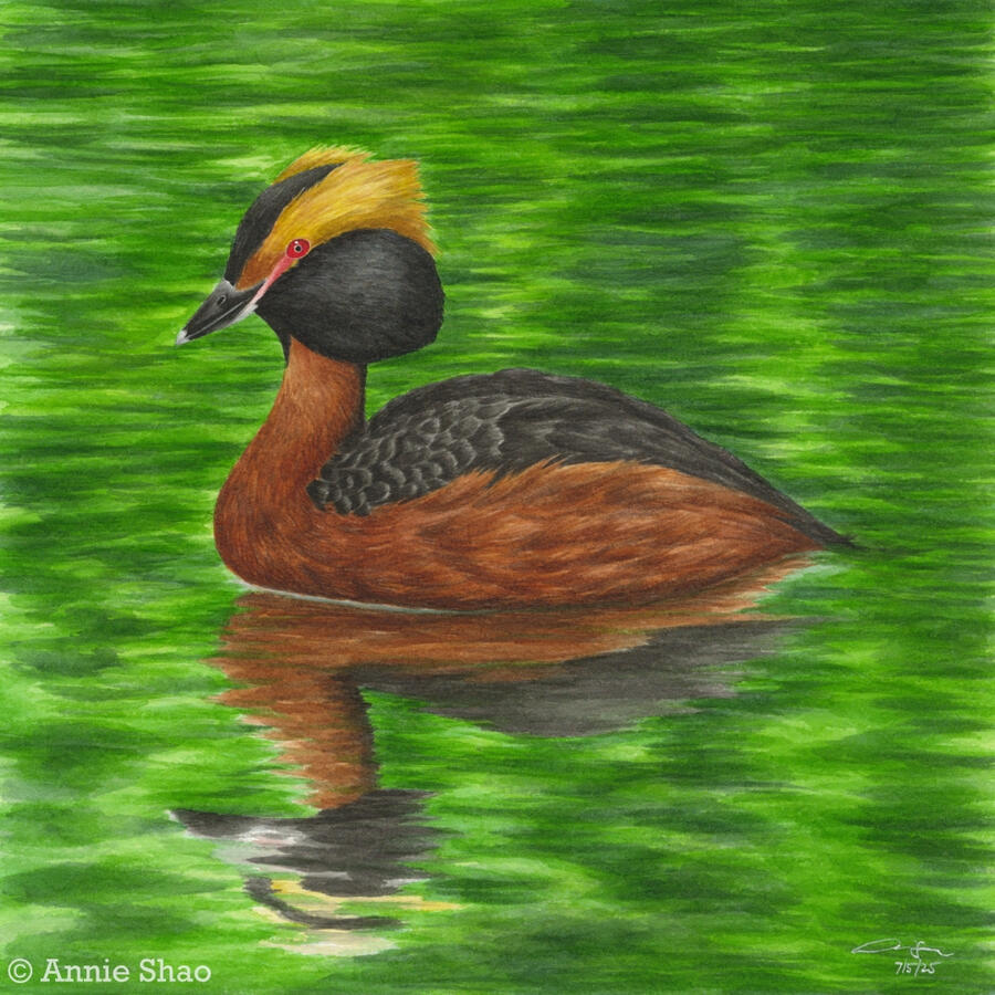 Detailed watercolor painting of a horned grebe floating on water. Its rippled reflection shows, and the rest of the water reflects leaf green.