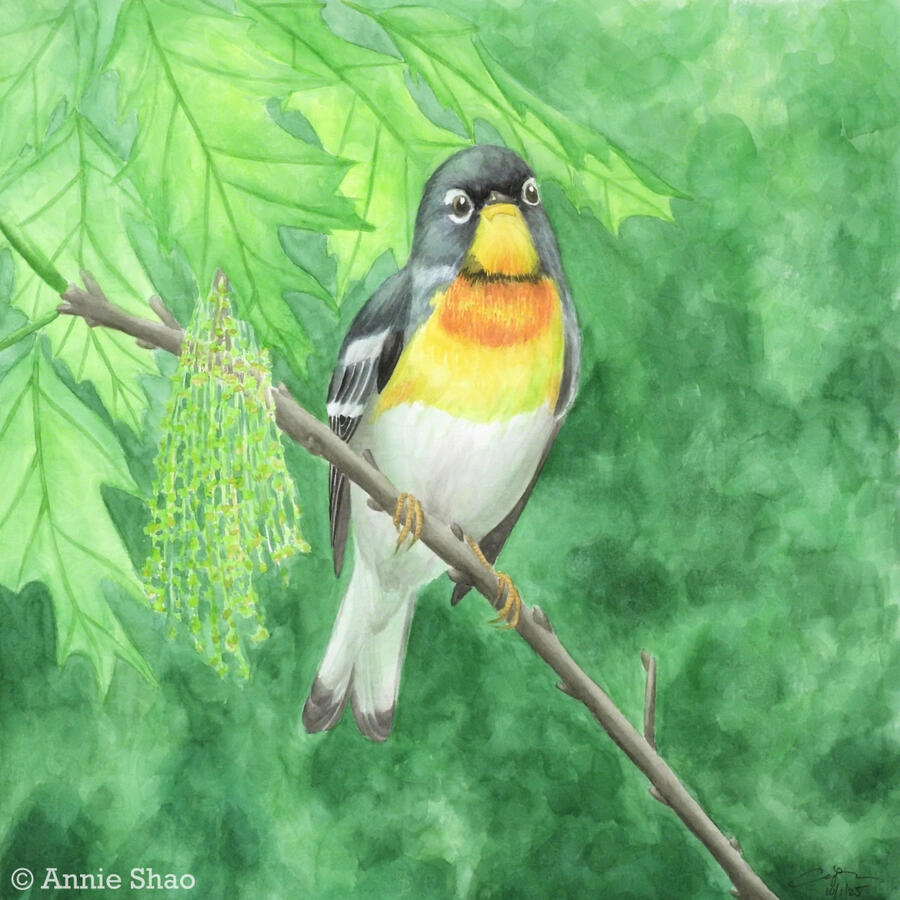 Detailed watercolor painting of a Northern Parula perched on an oak branch next to oak leaves and catkins.
