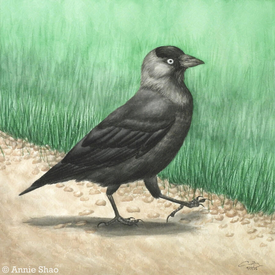 Detailed watercolor painting of a Eurasian Jackdaw strutting on a gravel path towards green lawn.