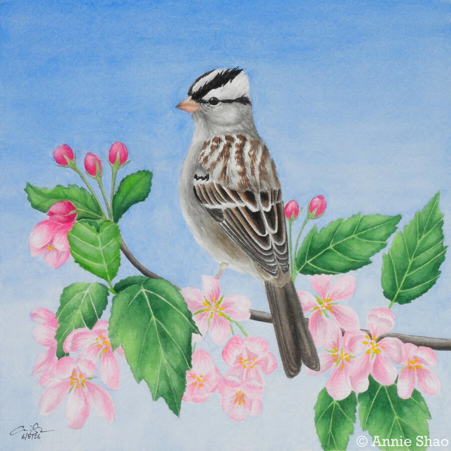 Detailed watercolor painting of a White-crowned Sparrow perched in a branch of crab apple. Jagged green leaves and light pink blossoms are shown, with bright blue sky in the background.