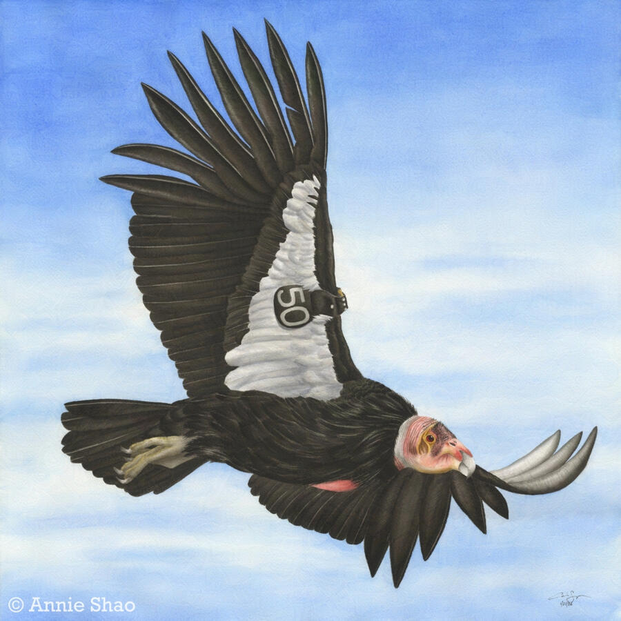 Detailed watercolor painting of a California Condor soaring in the blue sky with wispy clouds. One of the wings is pointed upward and one is pointed away from the viewer. A black wing tag with the number 50 is visible on one wing, indicating that this is C