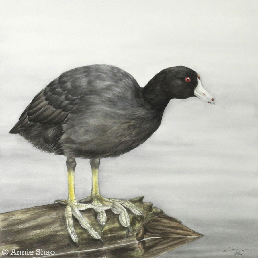 Detailed watercolor painting of an American Coot standing on a log floating on still water. The bird's lobed feet are visible.