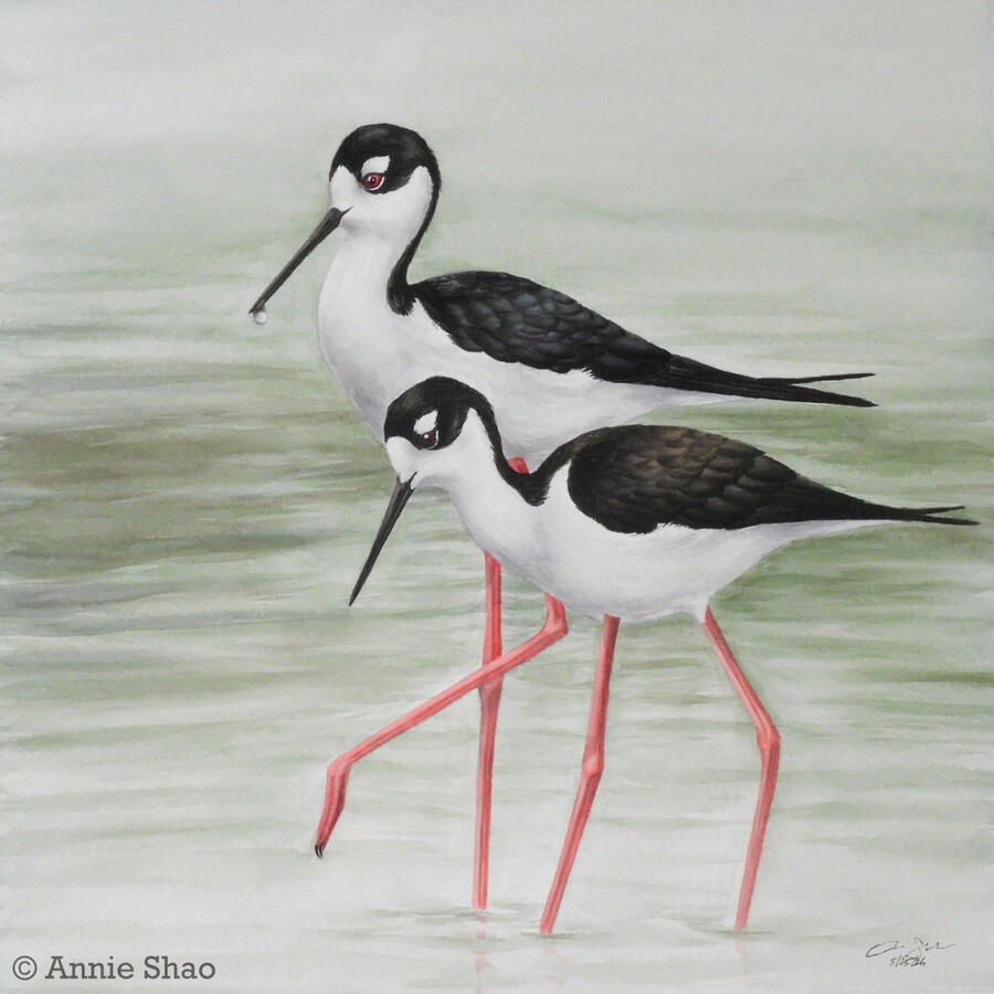 Detailed watercolor painting of a pair of Black-necked Stilts standing in water with green reflection. The female stilt in front of the male has a brownish tint on her black back, while the male has a green-blue tint.