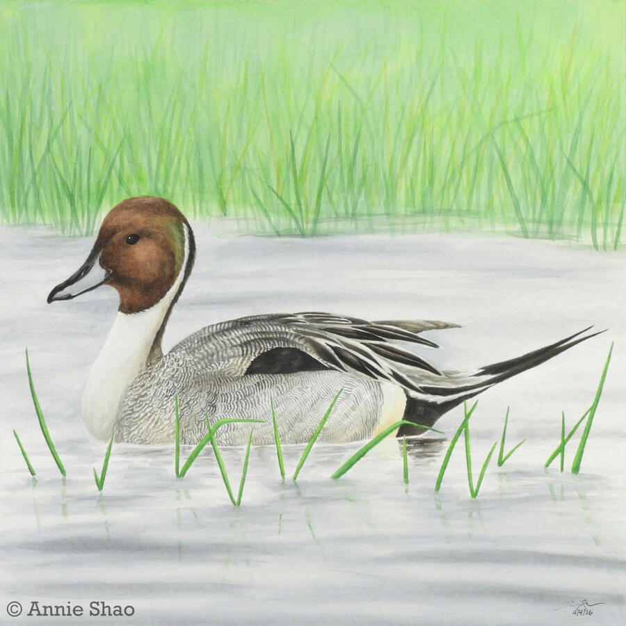 Detailed watercolor painting of a Northern Pintail sitting on calm water between green reeds.