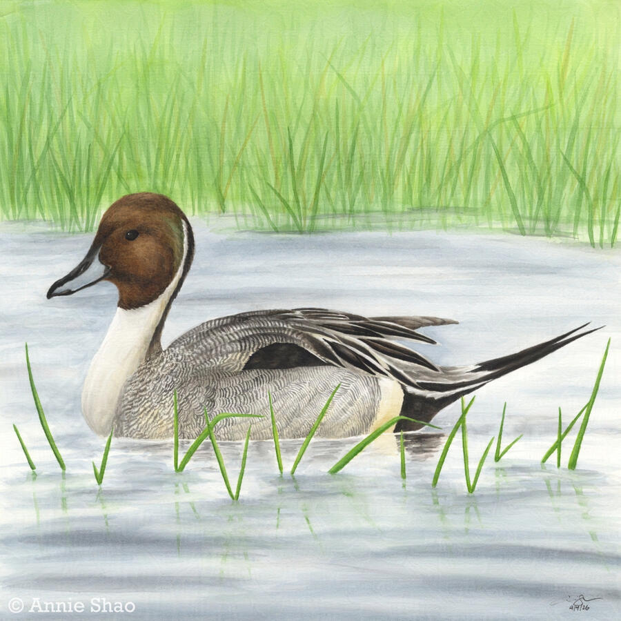 Detailed watercolor painting of a Northern Pintail sitting on calm water between green reeds.