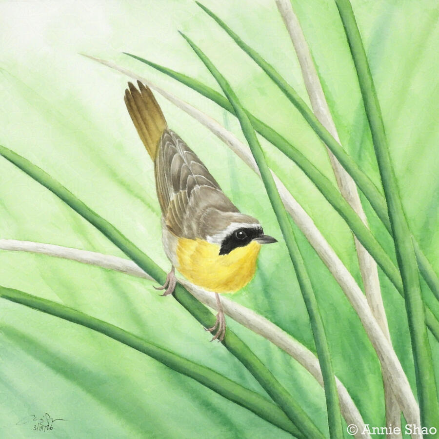 Detailed watercolor painting of a Common Yellowthroat male perched downward on a green reed. The background shows more green and brown reeds, fading away into a yellow green wash.