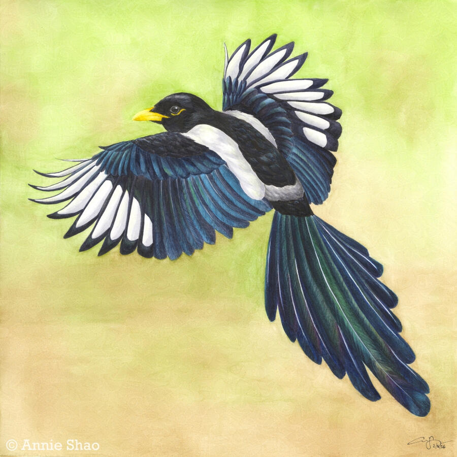 Detailed watercolor painting of a Yellow-billed Magpie in flight on a background of yellow-green and tan. The bird's black-and-white flight feathers are fanned out, and its long iridescent tail flows behind it. The bird is looking back over its shoulder.