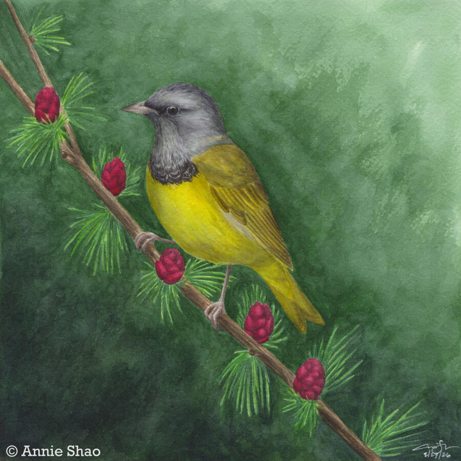 Detailed watercolor painting of a Mourning Warbler perched on a thin branch of tamarack with fresh crimson cones. The background is a dark green wash.