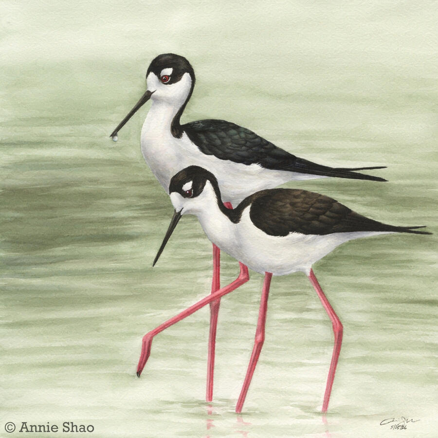 Detailed watercolor painting of a pair of Black-necked Stilts standing in water with green reflection. The female stilt in front of the male has a brownish tint on her black back, while the male has a green-blue tint.