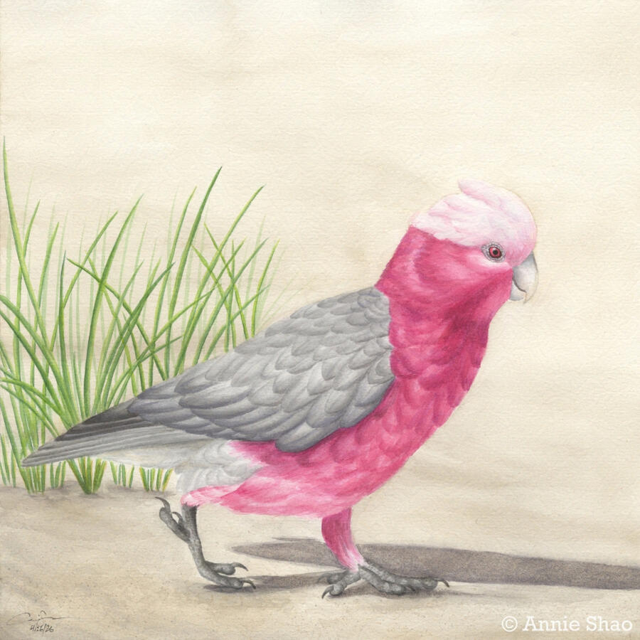 Detailed watercolor painting of a Galah. The bright pink and gray cockatoo is walking on sand with a tuft of green grass behind her.