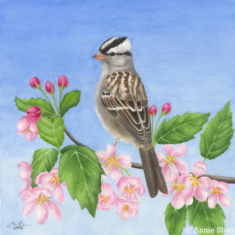 Detailed watercolor painting of a White-crowned Sparrow perched in a branch of crab apple. Jagged green leaves and light pink blossoms are shown, with bright blue sky in the background.