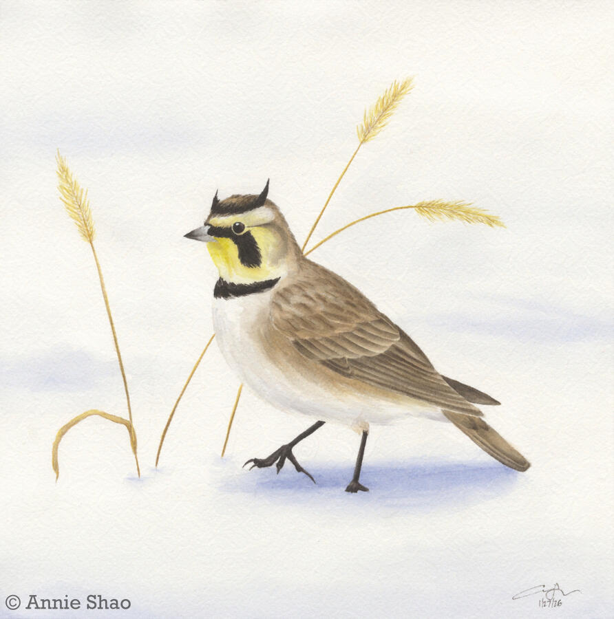 Detailed watercolor painting of a Horned Lark walking in the snow. The bird is approaching thin stalks of dry, yellow grass with seed heads.