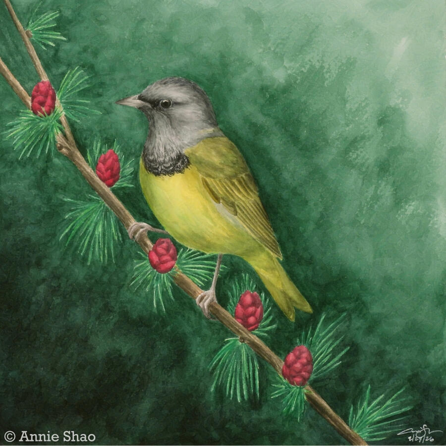 Detailed watercolor painting of a Mourning Warbler perched on a thin branch of tamarack with fresh crimson cones. The background is a dark green wash.