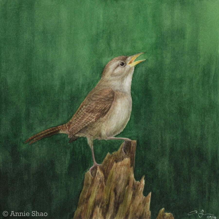 Detailed watercolor painting of a Northern House Wren standing on a broken snag. The plain brown bird is singing with its beak tilted up and slightly open. The background is a dark green wash.