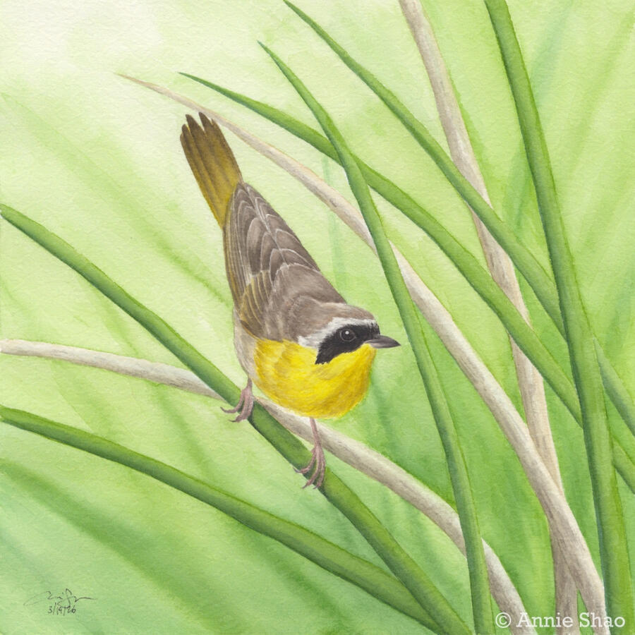 Detailed watercolor painting of a Common Yellowthroat male perched downward on a green reed. The background shows more green and brown reeds, fading away into a yellow green wash.